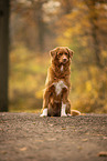 Nova Scotia Duck Tolling Retriever