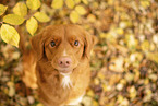 Nova Scotia Duck Tolling Retriever