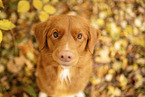 Nova Scotia Duck Tolling Retriever