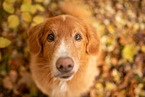 Nova Scotia Duck Tolling Retriever