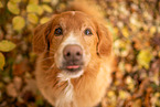 Nova Scotia Duck Tolling Retriever