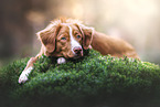 Nova Scotia Duck Tolling Retriever