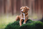 Nova Scotia Duck Tolling Retriever