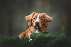 Nova Scotia Duck Tolling Retriever
