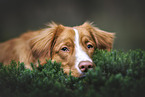 Nova Scotia Duck Tolling Retriever