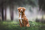 Nova Scotia Duck Tolling Retriever