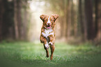 Nova Scotia Duck Tolling Retriever