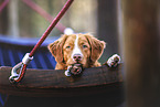 Nova Scotia Duck Tolling Retriever