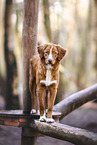 Nova Scotia Duck Tolling Retriever