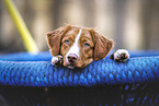 Nova Scotia Duck Tolling Retriever