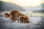 Nova Scotia Duck Tolling Retriever