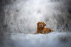 Nova Scotia Duck Tolling Retriever
