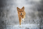 Nova Scotia Duck Tolling Retriever