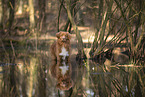 Nova Scotia Duck Tolling Retriever