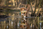 Nova Scotia Duck Tolling Retriever
