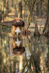 Nova Scotia Duck Tolling Retriever