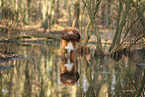 Nova Scotia Duck Tolling Retriever
