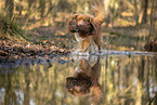 Nova Scotia Duck Tolling Retriever