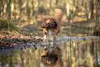 Nova Scotia Duck Tolling Retriever