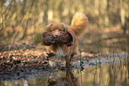 Nova Scotia Duck Tolling Retriever