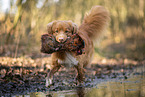 Nova Scotia Duck Tolling Retriever