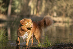 Nova Scotia Duck Tolling Retriever