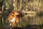 Nova Scotia Duck Tolling Retriever