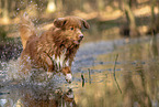 Nova Scotia Duck Tolling Retriever