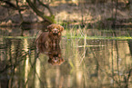 Nova Scotia Duck Tolling Retriever
