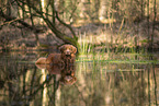 Nova Scotia Duck Tolling Retriever