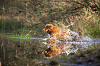 Nova Scotia Duck Tolling Retriever
