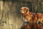 Nova Scotia Duck Tolling Retriever