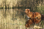 Nova Scotia Duck Tolling Retriever