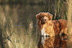 Nova Scotia Duck Tolling Retriever