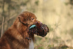 Nova Scotia Duck Tolling Retriever