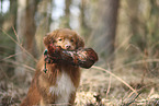 Nova Scotia Duck Tolling Retriever