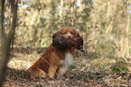 Nova Scotia Duck Tolling Retriever