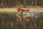 Nova Scotia Duck Tolling Retriever