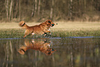 Nova Scotia Duck Tolling Retriever