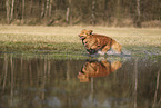 Nova Scotia Duck Tolling Retriever