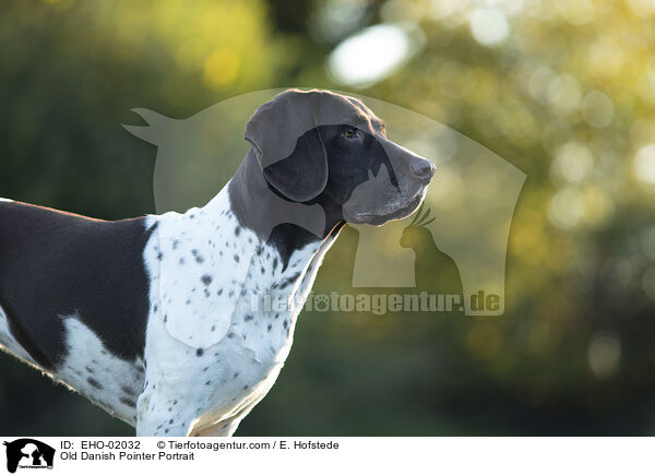 Altdnischer Vorstehhund Portrait / Old Danish Pointer Portrait / EHO-02032