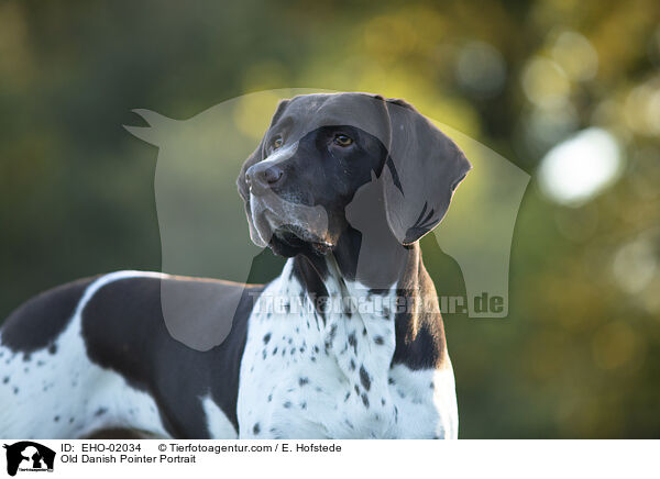 Altdnischer Vorstehhund Portrait / Old Danish Pointer Portrait / EHO-02034
