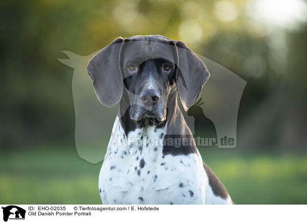 Altdnischer Vorstehhund Portrait / Old Danish Pointer Portrait / EHO-02035