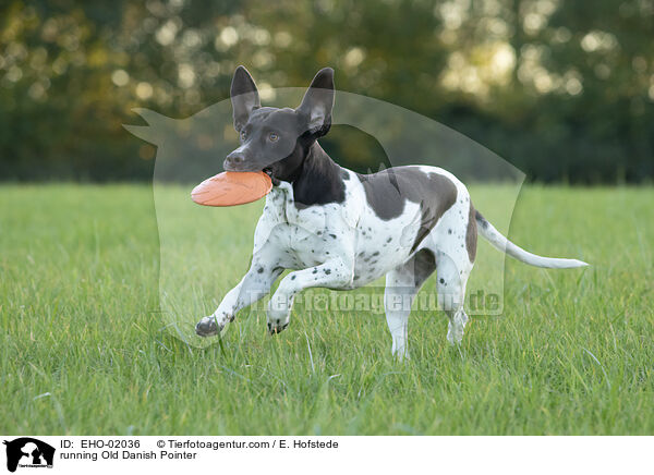 rennender Altdnischer Vorstehhund / running Old Danish Pointer / EHO-02036