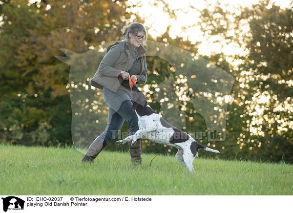 spielender Altdnischer Vorstehhund / playing Old Danish Pointer / EHO-02037