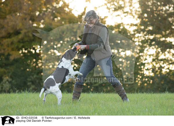 spielender Altdnischer Vorstehhund / playing Old Danish Pointer / EHO-02038