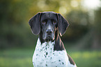 Old Danish Pointer Portrait