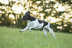 running Old Danish Pointer