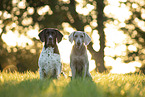 2 dogs