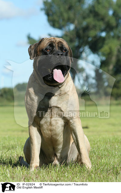 Old English Mastiff / IF-02924